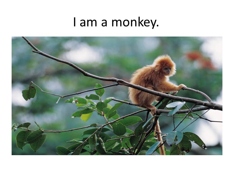 I am a monkey.